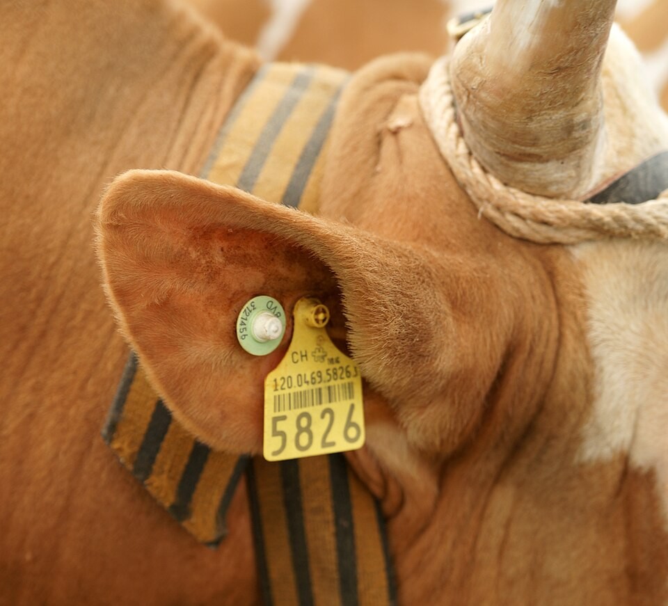 Primer plano de una vaca con arete numerado